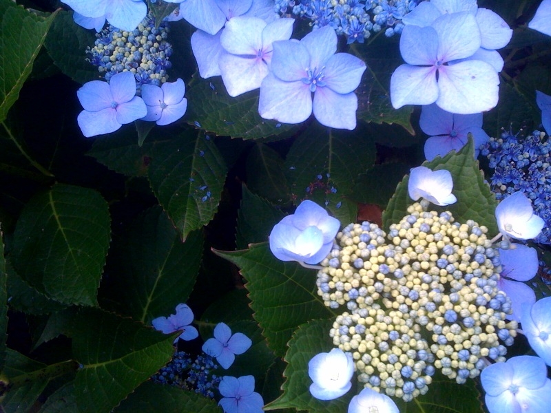 blue hy 2