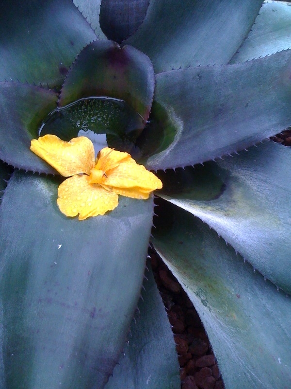 succulent